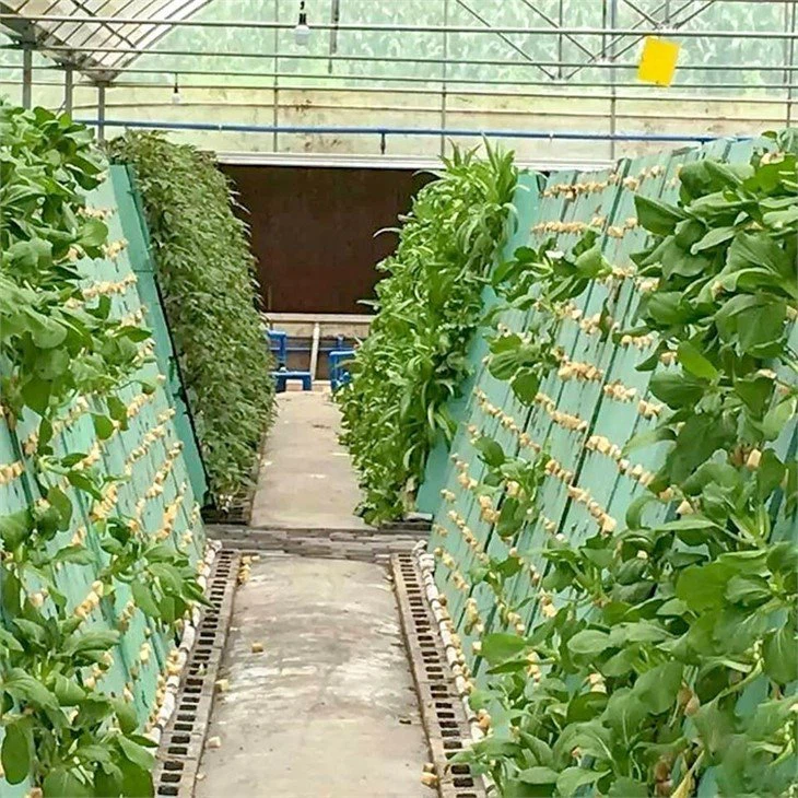 Aeroponics Hydroponics