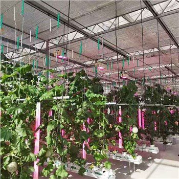 Idwoponik ki ap grandi etaje