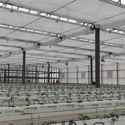 HYDROPONIC TOMAT SÈR