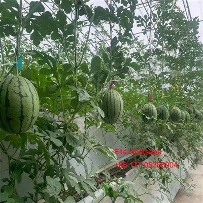 Aplike asid amine nan tè a